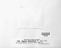 Irpex lacteus image